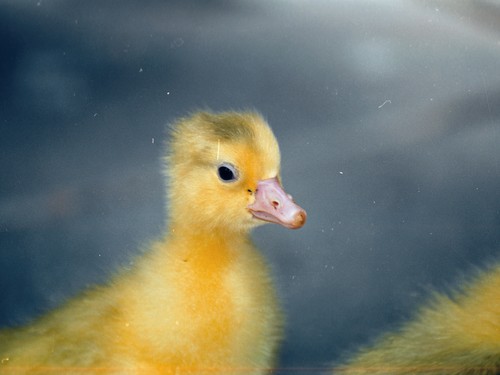 עולם האווז- מהביצה לאפרוח
